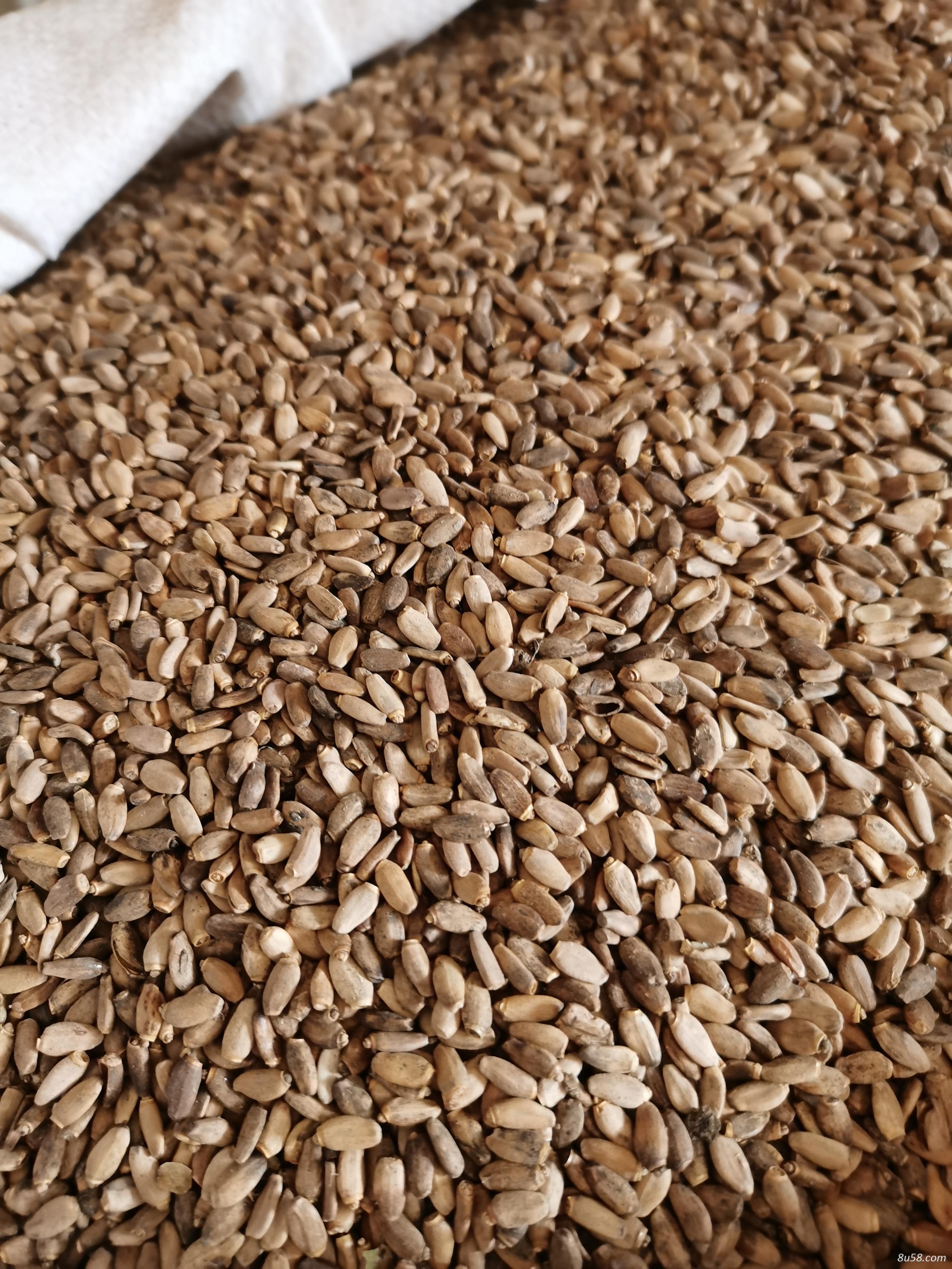 Milk Thistle seeds or the powder Milk Thistle seeds or the powder